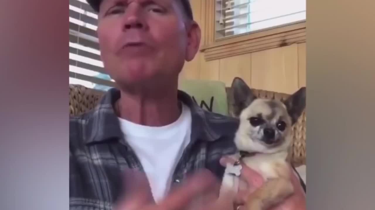 Funny pets videos compilation