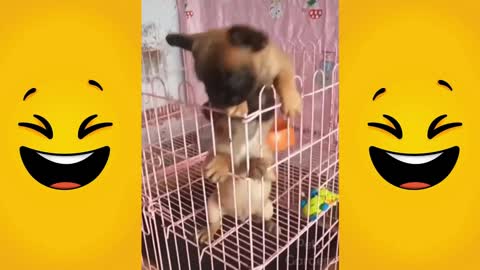 Funny Animal Videos 2022 😂 - Funniest Dogs And Cats Videos 😺😍