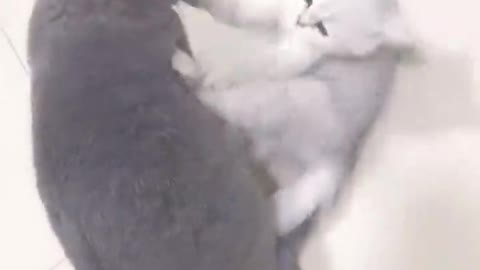 It looks like the white cat fights harder!