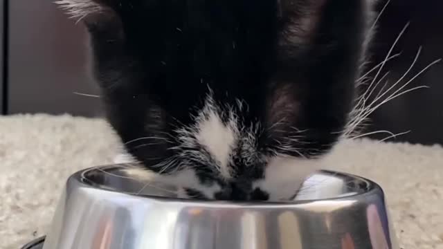 Cute cat video| eating something