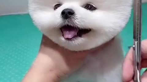 most beautiful cute & funny doge