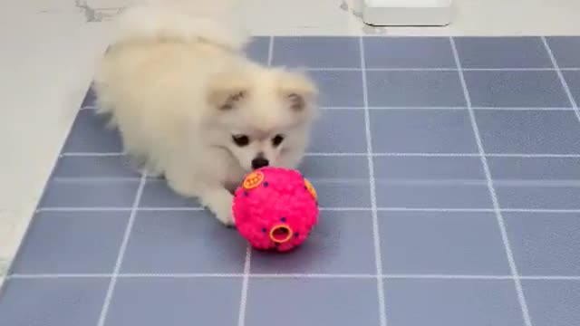 a cute puppy plays with a ball
