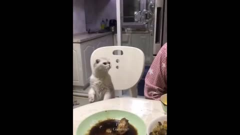 Compilation especial Cute, Cuddly pets and funny animals New #002