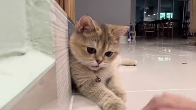 When the owner gives it a try, the cat learns. It's so clever