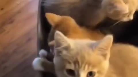 Funny Cat Cleaning Face # shorts