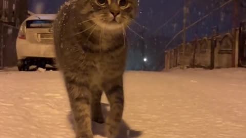 #котик #скучаю #trendingvideos #trendingtoday #trending #spotlight #trendingnow #toppicksoftheday