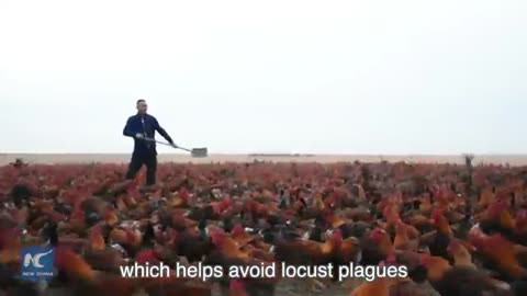 Chinese farmer and his 70,000 chickens become online celebrities
