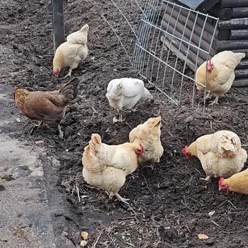 OMC! These chickens are HUNGRY! 🤯🐔😂🤣#hungry #chickens #hens #treats #fun #backyardchickens #shorts