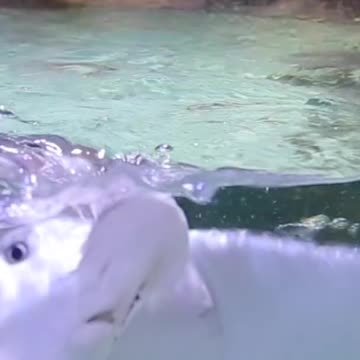 Aquarium Tunnel and Ray Feeding