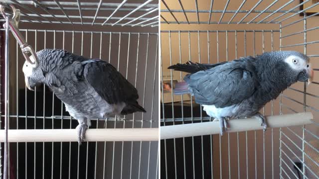 African grey parrot just voice loves