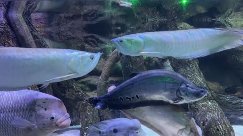 Relaxing video with ocean and fish