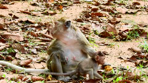 Monkey Maria and Baby Mariel