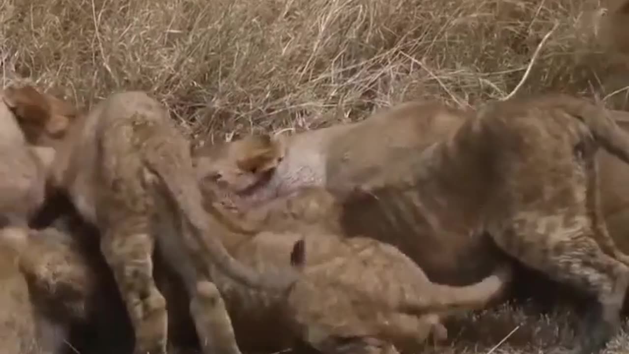 Feast of the Pride: Lionesses and Cubs Devour Live Warthog 🦁🐗