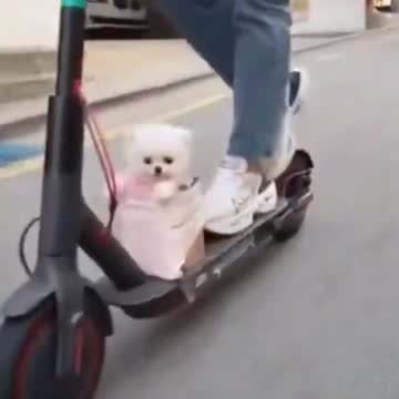 🤣Funniest Dog Compilation | TRY NOT TO LAUGH