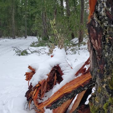 Harvey and Clyde playing in the snow