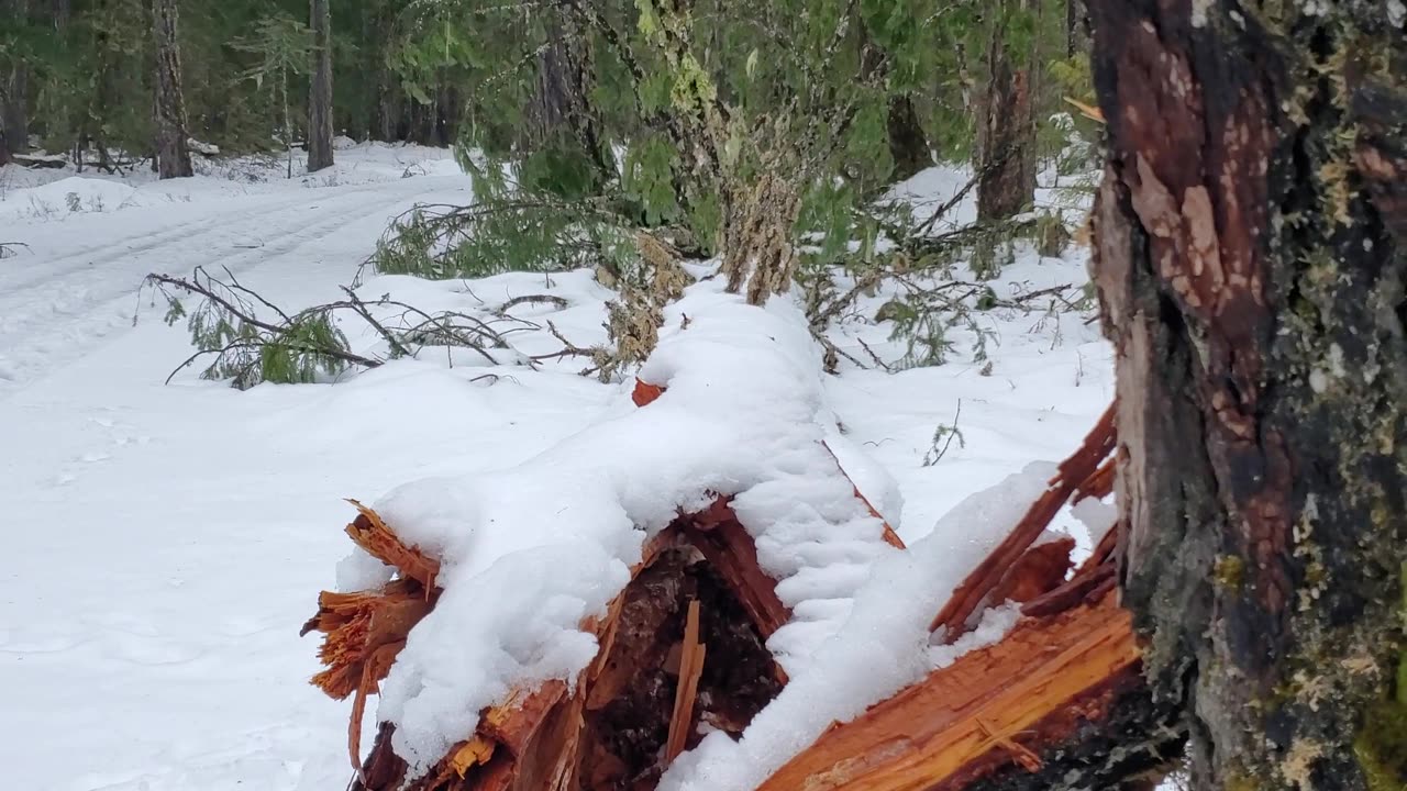 Harvey and Clyde playing in the snow