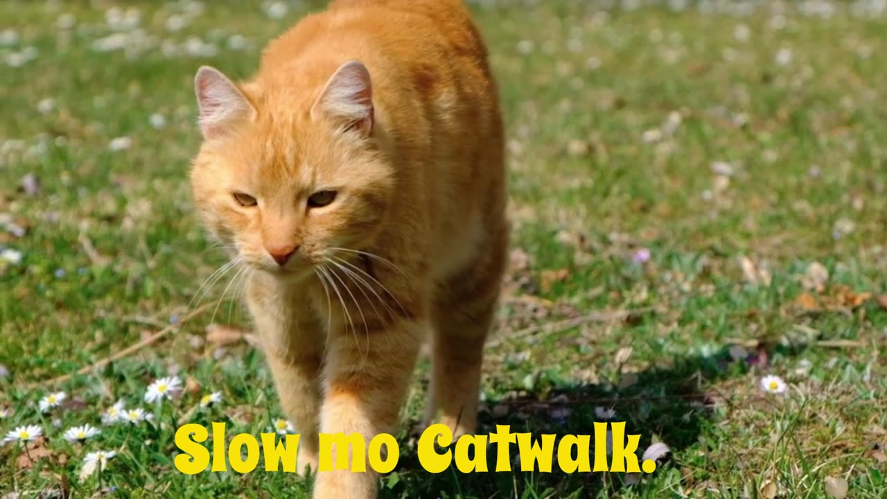 Slow Motion Catwalk