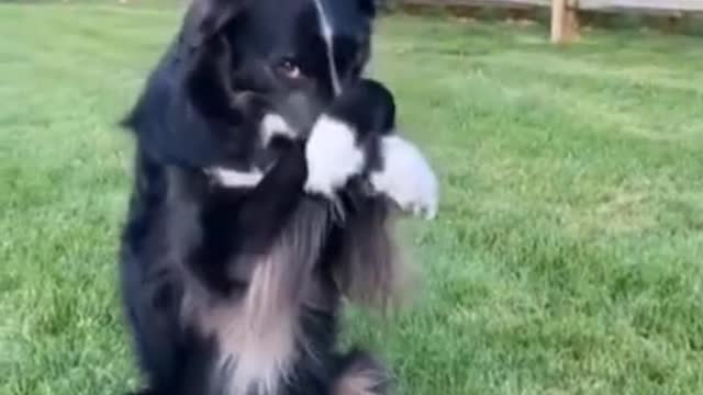 How to train your dog with skills I dog training videos