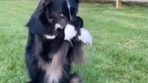 How to train your dog with skills I dog training videos