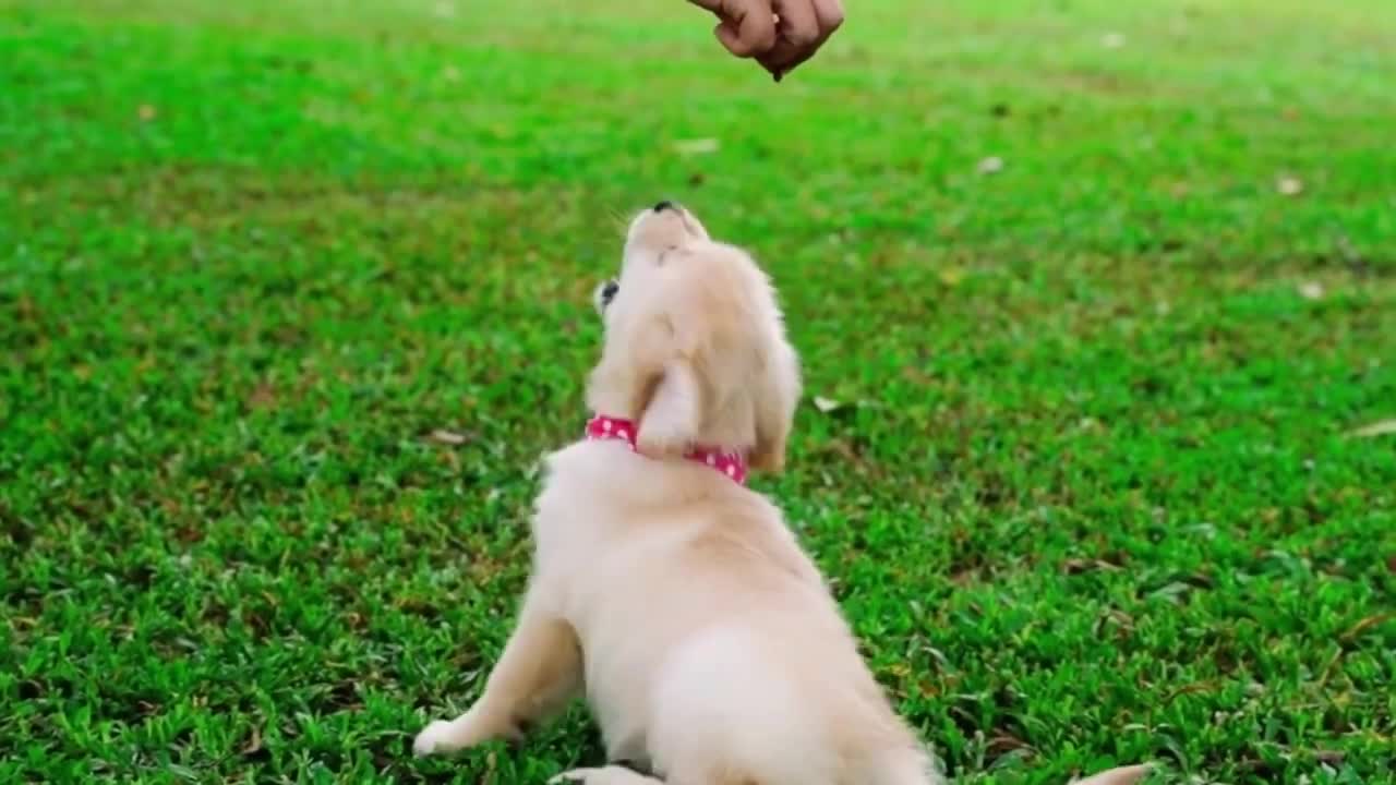 Funny Dogs and Cute Puppies Video Compilation 2022