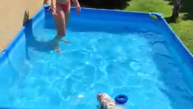 Bichon havanese puppy swimming in the pool