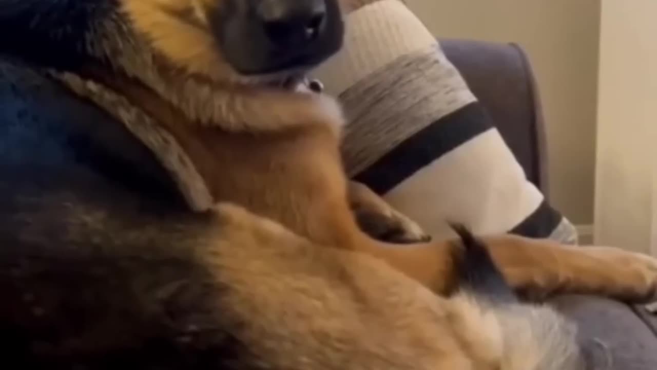 Funny animals 2024π - Funniest Cats and Dogs Videoππ