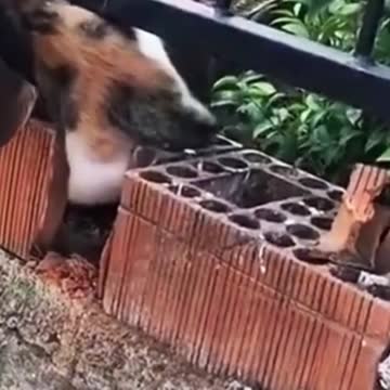 AMAZING CAT RESCUE ! 😲