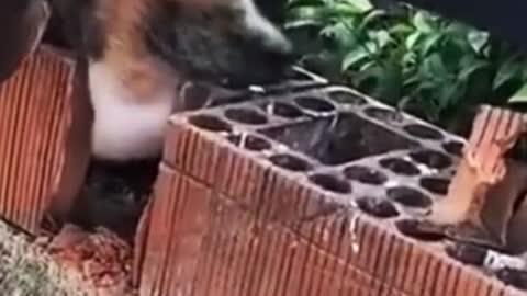 AMAZING CAT RESCUE ! 😲
