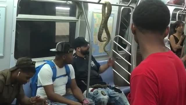 Snake hanging from hand rails subway train