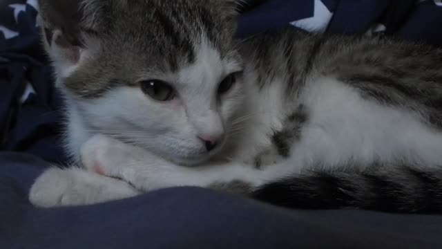 Sleeping Cat