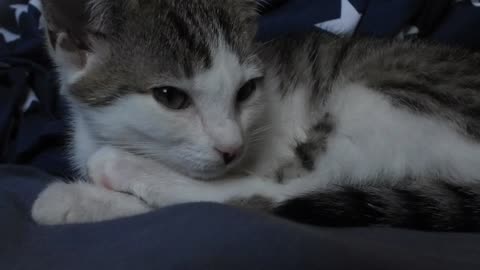 Sleeping Cat