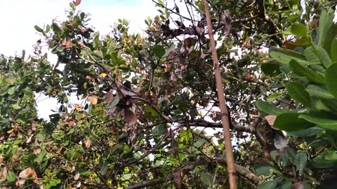 Cashew fruit