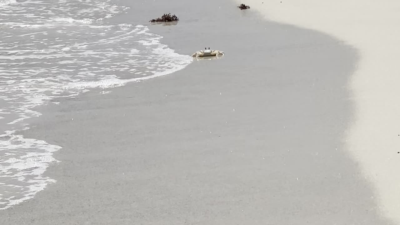 Crab running for dear life