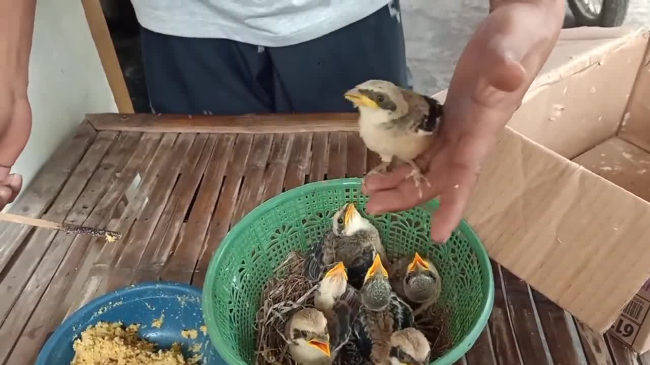 Are all these birds foodies