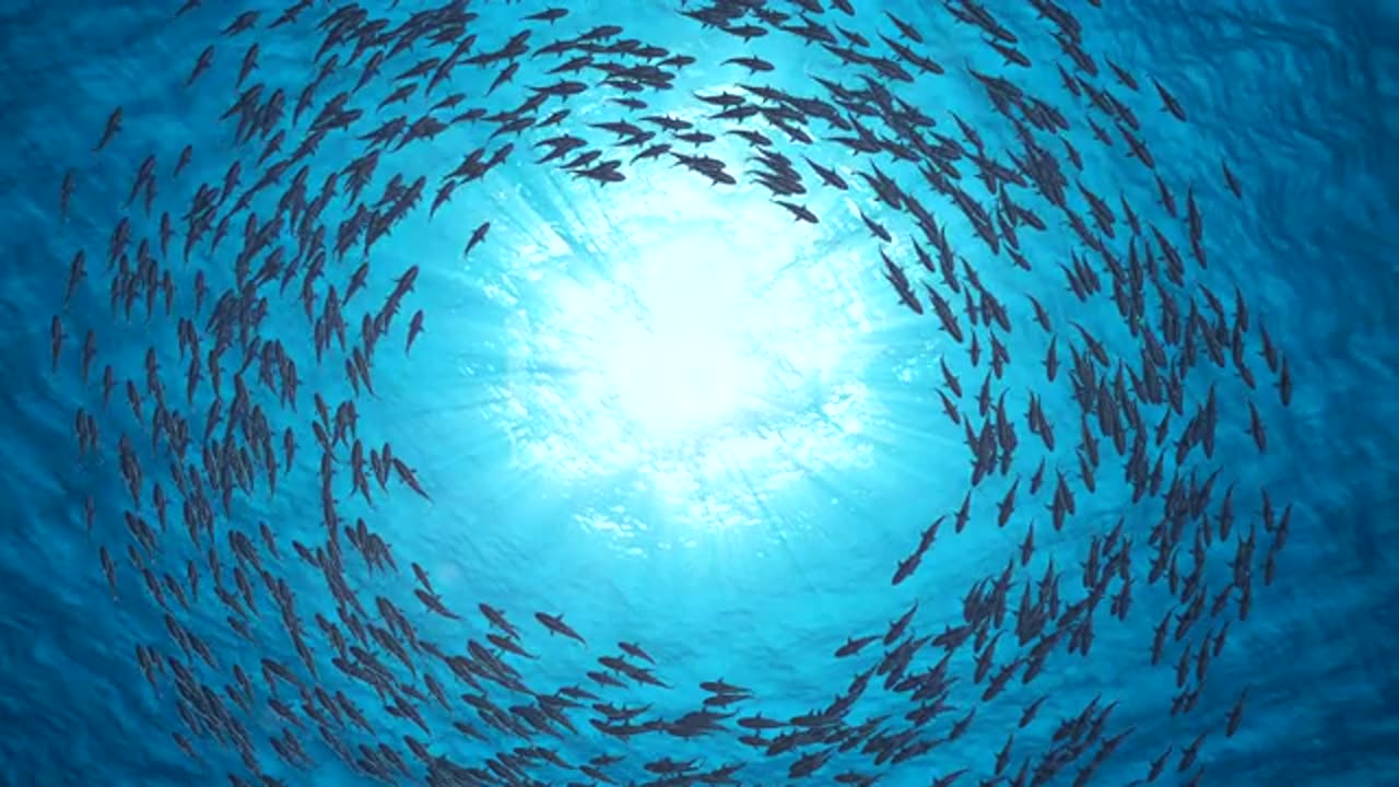 School Of Fish