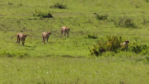 Cheetahs : Faster Hunter in Africa .Free Documentary natural