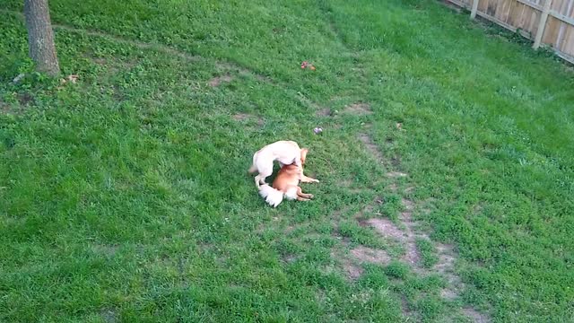 Henry and Brita Play 2
