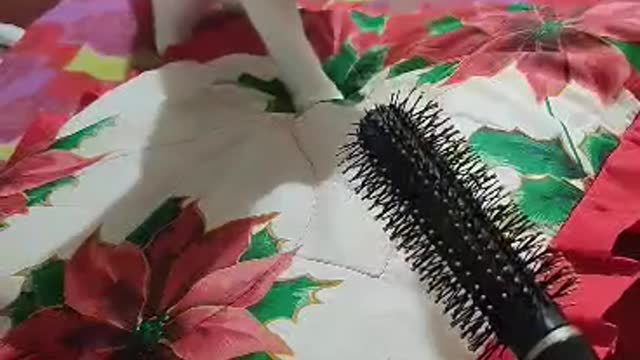 Cat is afraid of the hairbrush