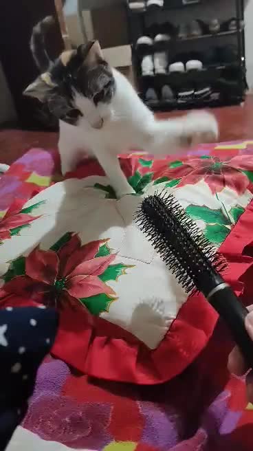 Cat is afraid of the hairbrush