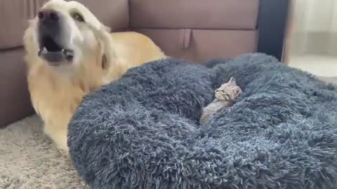 Pet Dog Playing with Baby Cat