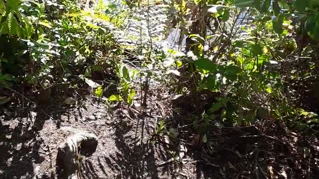 Alligators galore in Naples, Florida neat to see but don't startle them.