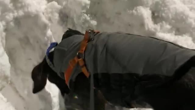 Skylar Digging in Snow