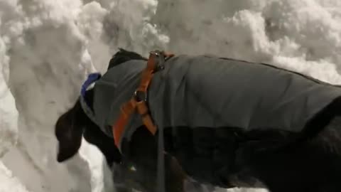 Skylar Digging in Snow