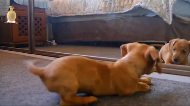 Hilarious Puppy Scared Of Its Own Reflection In A Mirror