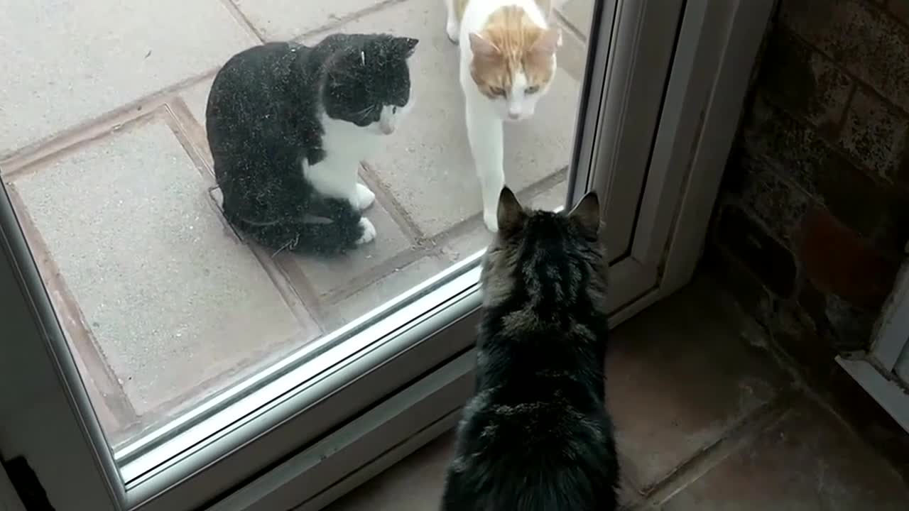 Introducing Cats To A New Persian Kitten For The First Time