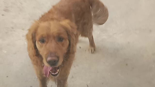 Watch a dog imprisoned for 7 years