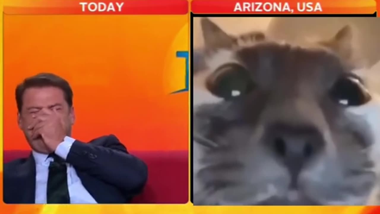 News Anchor Loses🤪 To Cat‼️