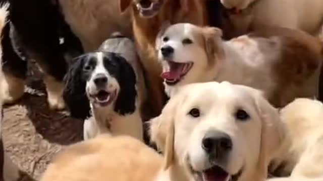When you come home and find dozens of friends waiting for you to come home and feed them