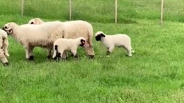 Beautiful grassland, cute lamb