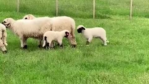 Beautiful grassland, cute lamb